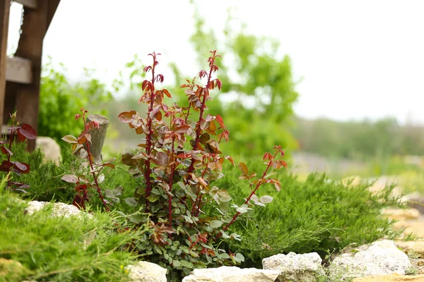 Busch im Garten — Stockfoto