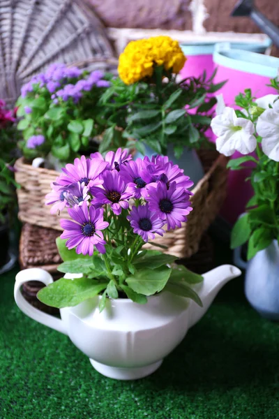 Flores em vasos decorativos e ferramentas de jardim no fundo de grama verde — Fotografia de Stock