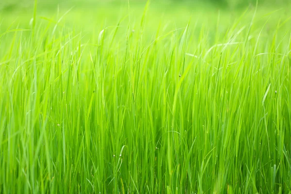 Schönes grünes Gras im Feld — Stockfoto