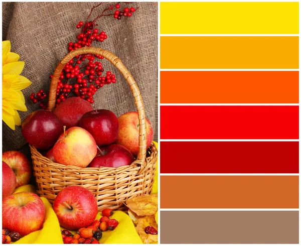 sonbahar natürmort elma yakın çekim. Ücretsiz renk örneklerini renk paleti