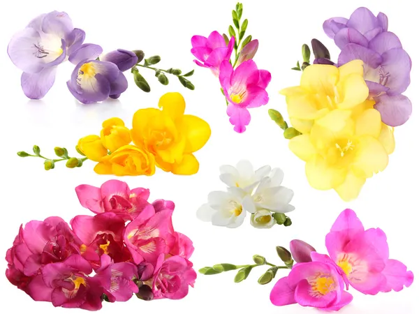 Collage of beautiful  freesias isolated on white — Stock Photo, Image