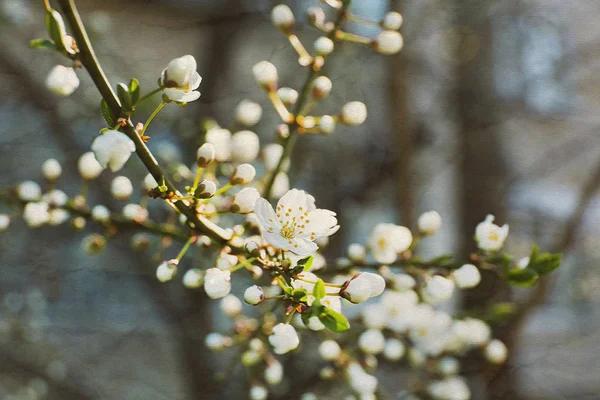 Blooming cherry tree twigs in spring close up — Stock Photo, Image