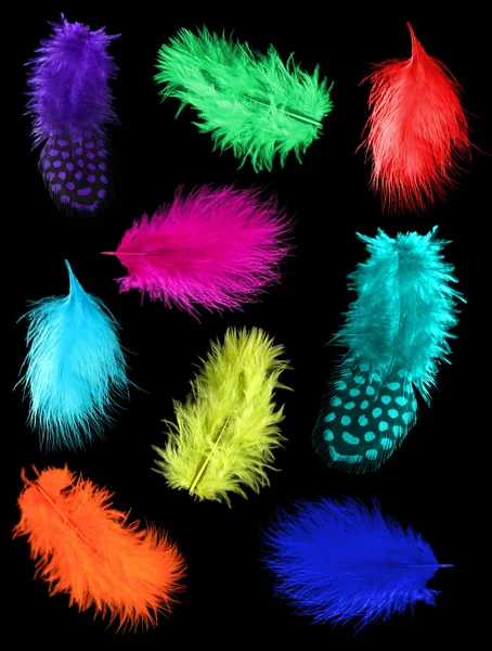 Collage of colorful feathers on black background — Stock Image Collage of colorful feathers on black background Stock Photo