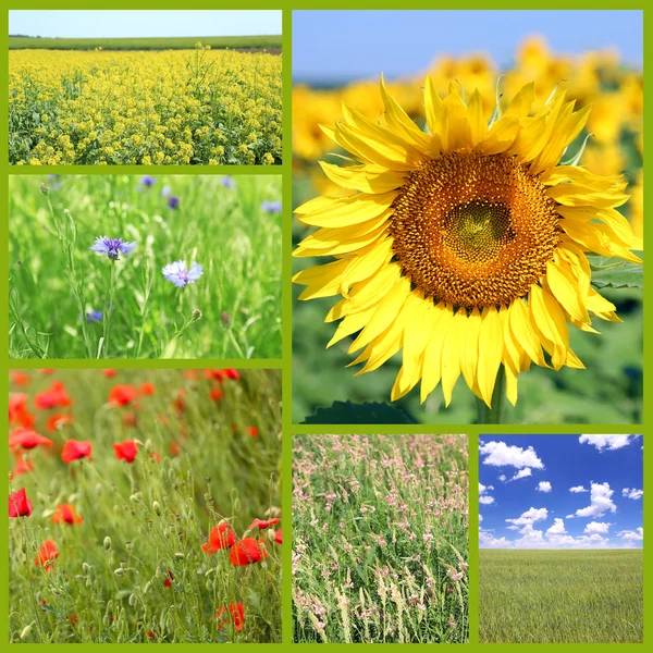 Collage of beautiful fields Stock Picture