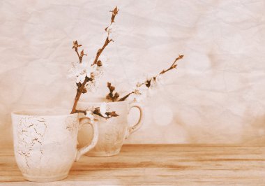 güzel kayısı çiçeği üzerinde açık renkli Kupası