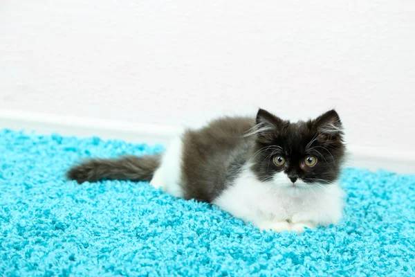 Little cute kitten on carpet — Stock Photo, Image