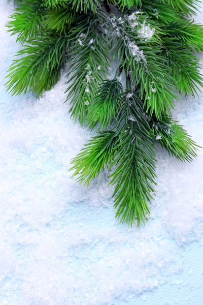 Christmas fir tree on light background — Stock Photo, Image
