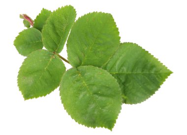 güzel yeşil dal üzerinde beyaz izole