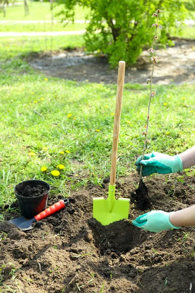 Tuinman aanplant boom in het voorjaar van — Stockfoto