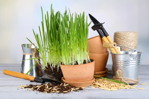 Grama verde em vasos e ferramentas de jardinagem, na mesa de madeira — Fotografia de Stock