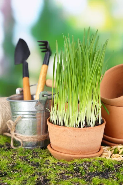 Groen gras in bloempotten en tuingereedschap, buitenshuis — Stockfoto