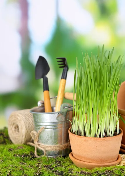 Hierba verde en macetas y herramientas de jardinería, al aire libre — Foto de Stock