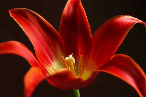 Linda tulipa vermelha no fundo escuro — Fotografia de Stock