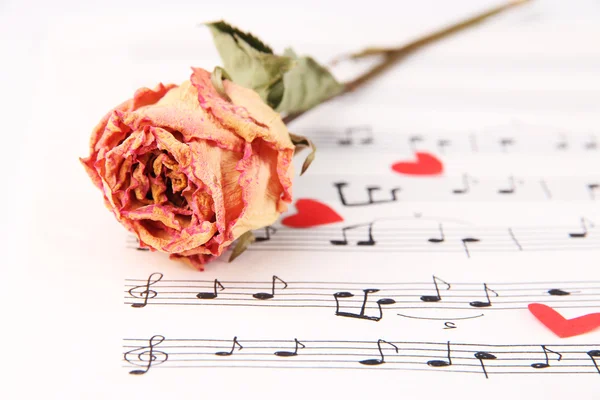 Dried rose flower on music book, close-up — Stock Photo, Image
