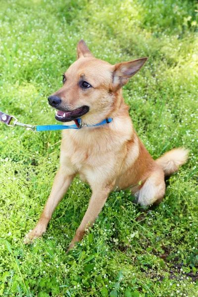 Divertido lindo perro, al aire libre — Foto de Stock