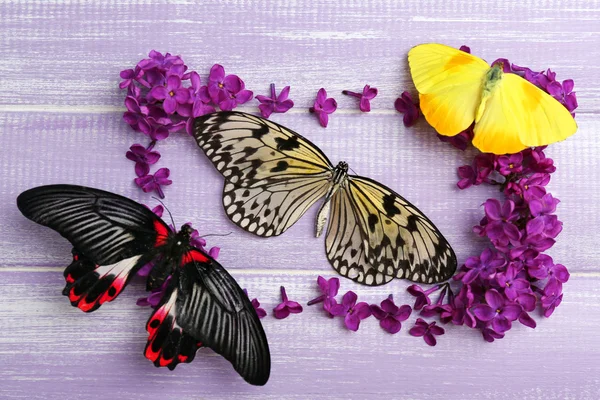 Hermosas flores lila y mariposas sobre fondo de madera — Foto de Stock
