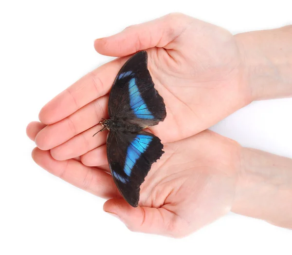 Ellerde, üzerinde beyaz izole güzel kelebek — Stok fotoğraf