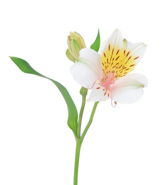 Flores de Alstroemeria isoladas em branco — Fotografia de Stock