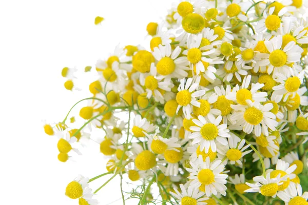 Beautiful daisies flowers close-up — Stock Photo, Image