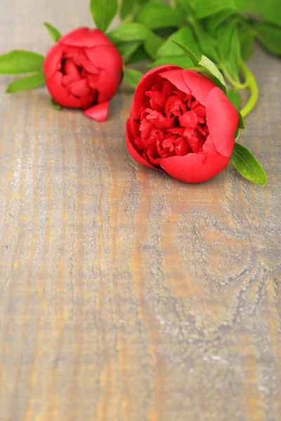 Belle peonie rosa su sfondo grigio in legno — Foto Stock