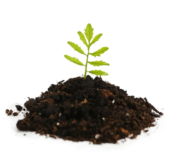 Green plant and soil, isolated on white — Stock Photo, Image