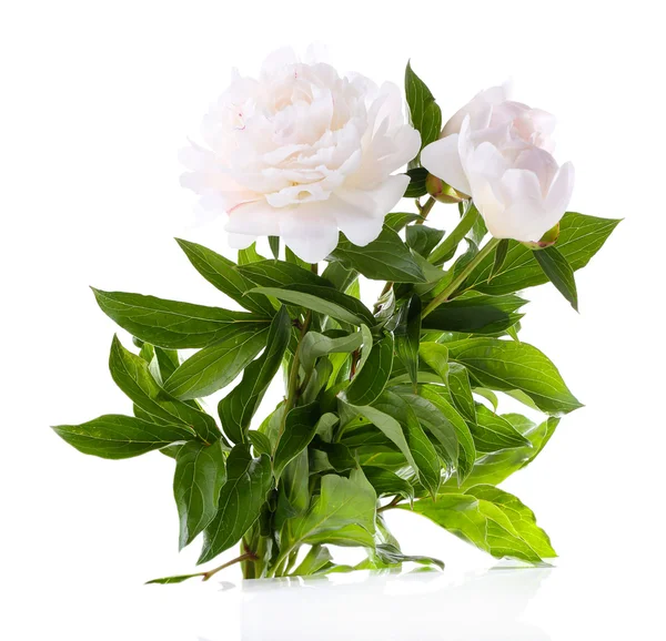 Όμορφο λευκό παιωνία λουλούδι, που απομονώνονται σε λευκό — Φωτογραφία Αρχείου