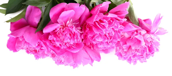 Belle peonie rosa, isolate su bianco — Foto Stock