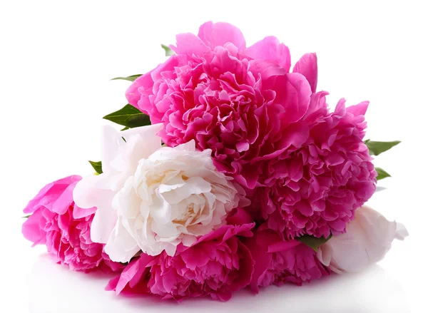 Güzel pembe ve beyaz peonies üzerinde beyaz izole — Stok fotoğraf