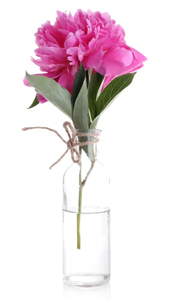 Beautiful pink peony flower in glass vase, isolated on white — Stock Photo, Image