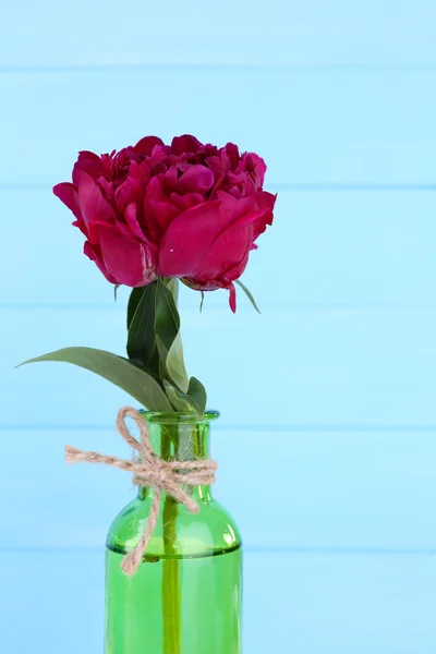 Cam vazoda renkli ahşap arka plan güzel Şakayık çiçeği — Stok fotoğraf