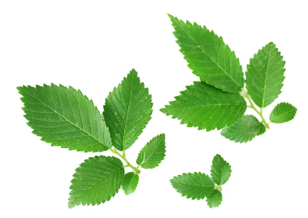 Zielone liście odizolowane na białym — Zdjęcie stockowe