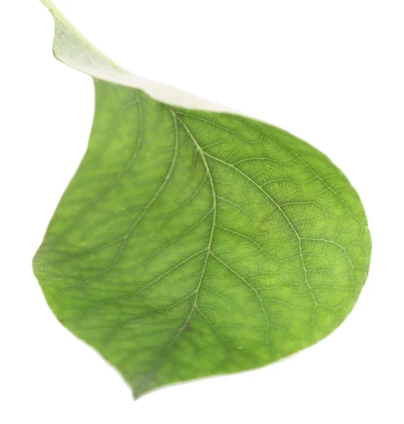 Grønn permisjon isolert på hvitt – stockfoto