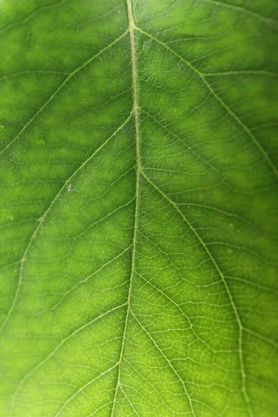 Gröna lämna närbild — Stockfoto