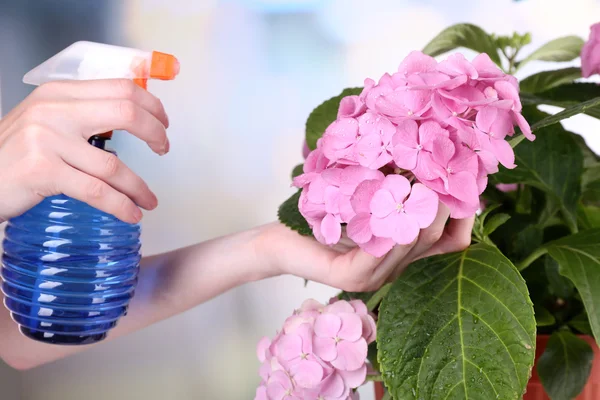 Proces péče o květ hortenzie na světlé pozadí — Stock fotografie