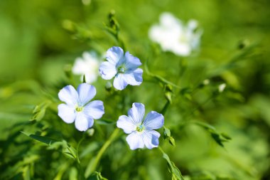 güzel bir keten alanda
