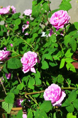 Bahçedeki pembe gül