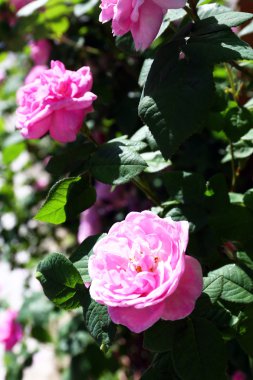 Bahçedeki pembe gül