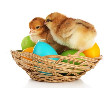 küçük sevimli tavuklar ve Paskalya mum üzerinde beyaz izole sepeti