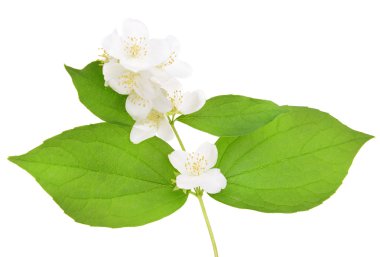 güzel Yasemin çiçekleri beyaz izole