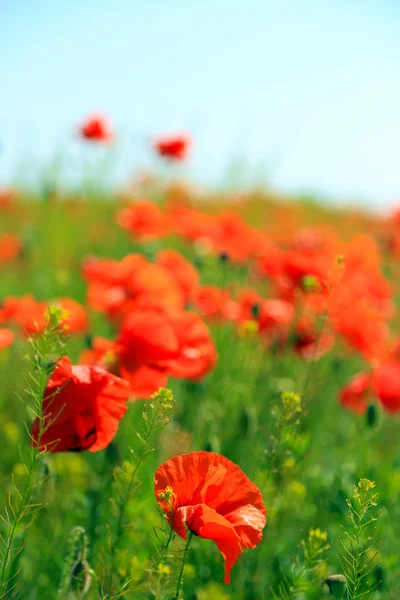 Hermosas flores de amapola en el campo — Foto de Stock