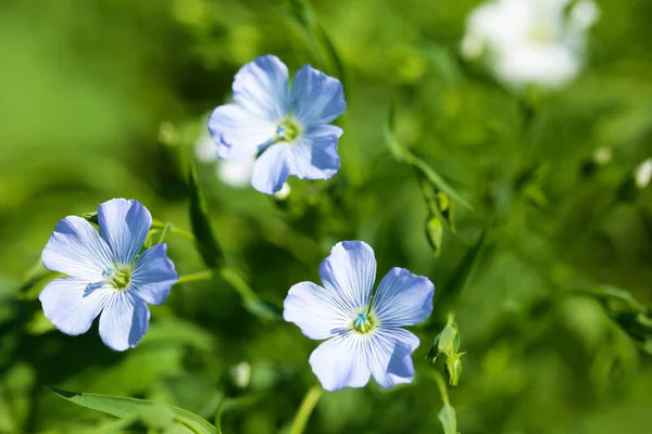 Beautiful flax in the field — Stock Photo, Image