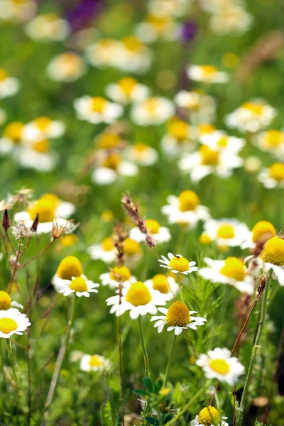 Beautiful daisy flowers in the field — Stock Photo, Image