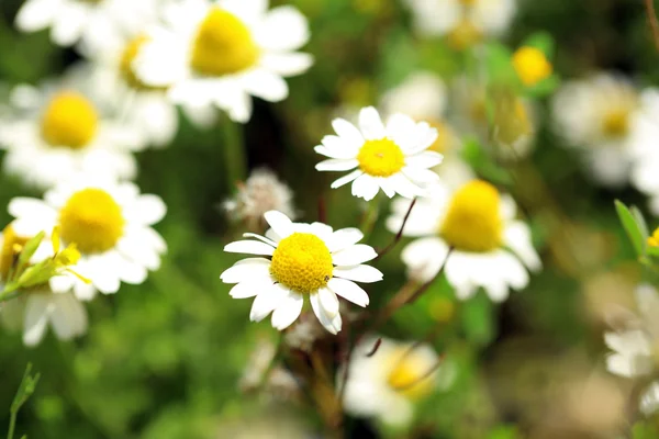 Stokrotka piękne kwiaty w polu — Zdjęcie stockowe