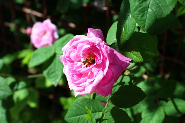 Rosa rosa in giardino — Foto Stock