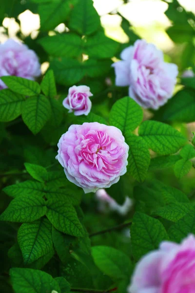 Roze roos in de tuin — Stockfoto