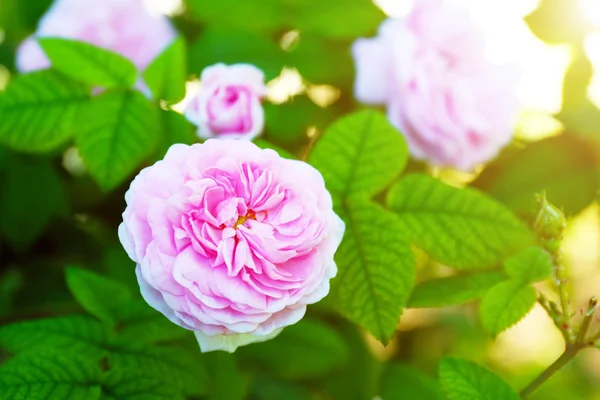 Rosa ros i trädgården — Stockfoto
