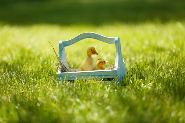 Kleine niedliche Entchen im Holzkorb auf grünem Gras, im Freien — Stockfoto