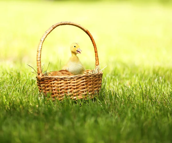 Malý roztomilý kachňátko v koši na zelené trávě, venku — Stock fotografie