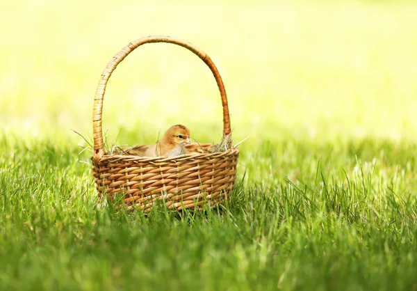Little cute chicken in wicker basket on green grass, outdoors — Stock Photo, Image