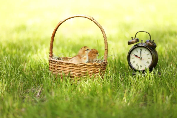 Маленькие милые цыплята в плетеной корзине и будильник на зеленой траве, на открытом воздухе — стоковое фото